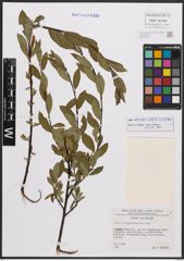 Salix bicolor Ehrh. ex Willd.